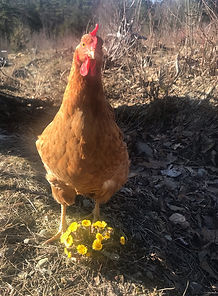 A chicken in the garden